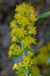 Solidago randii (Porter) Britt.
