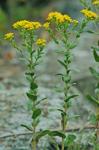 Solidago rigida L. var. rigida