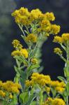 Solidago rigida L. var. rigida