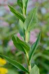 Solidago rigida L. var. rigida