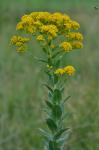 Solidago rigida L. var. rigida