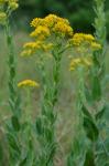 Solidago rigida L. var. rigida