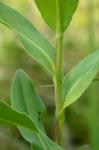 Solidago rigida L. var. glabrata E.L. Braun