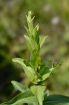 Solidago rigida L. var. glabrata E.L. Braun