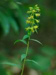 Solidago roanensis Porter