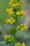 Solidago roanensis Porter
