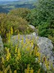 Solidago roanensis Porter