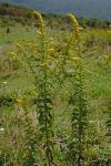 Solidago rugosa P. Mill. var. aspera (Ait.) Fern.