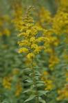 Solidago rugosa P. Mill. var. aspera (Ait.) Fern.