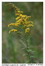 Solidago rugosa P. Mill.