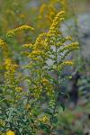 Solidago rugosa P. Mill.