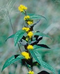 Solidago rugosa P. Mill.
