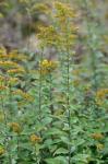 Solidago rugosa P. Mill. var. celtidifolia (Small) Fernald