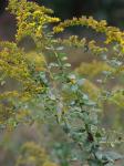 Solidago rugosa P. Mill. var. celtidifolia (Small) Fernald