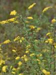 Solidago rugosa P. Mill. var. celtidifolia (Small) Fernald