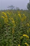 Solidago rugosa P. Mill. var. cronquistiana Semple