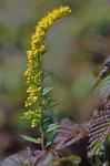 Solidago rugosa P. Mill. var. cronquistiana Semple