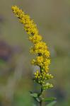 Solidago rugosa P. Mill. var. cronquistiana Semple