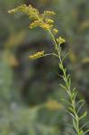 Solidago rupestris Raf.