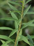 Solidago rupestris Raf.