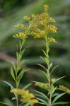 Solidago rupestris Raf.