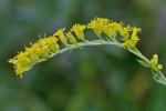 Solidago rupestris Raf.