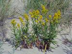 Solidago sempervirens L.