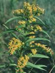 Solidago sempervirens L.