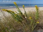 Solidago sempervirens L.