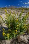 Solidago sempervirens L.