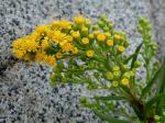 Solidago sempervirens L.