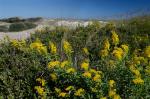 Solidago sempervirens L.