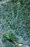 Solidago racemosa Greene