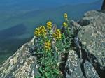 Solidago randii (Porter) Britt.