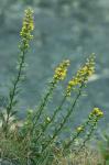 Solidago randii (Porter) Britt.
