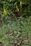 Solidago speciosa Nutt.
