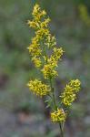 Solidago speciosa Nutt.