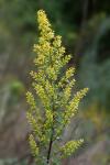 Solidago speciosa Nutt.