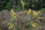 Solidago speciosa Nutt.