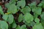 Solidago sphacelata Raf.