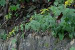 Solidago sphacelata Raf.