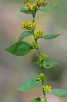 Solidago sphacelata Raf.