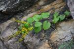 Solidago sphacelata Raf.