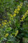 Solidago squarrosa Nutt.