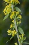 Solidago squarrosa Nutt.