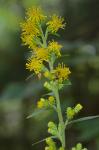 Solidago squarrosa Nutt.