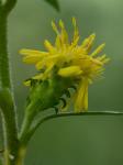 Solidago squarrosa Nutt.