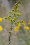 Solidago stricta Ait.