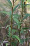 Solidago stricta Ait.