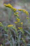 Solidago stricta Ait.